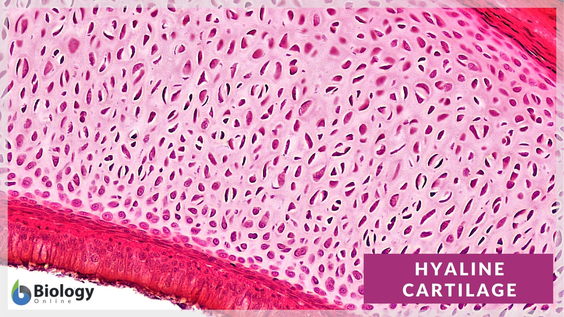 locate the major cartilages of the adult skeleton