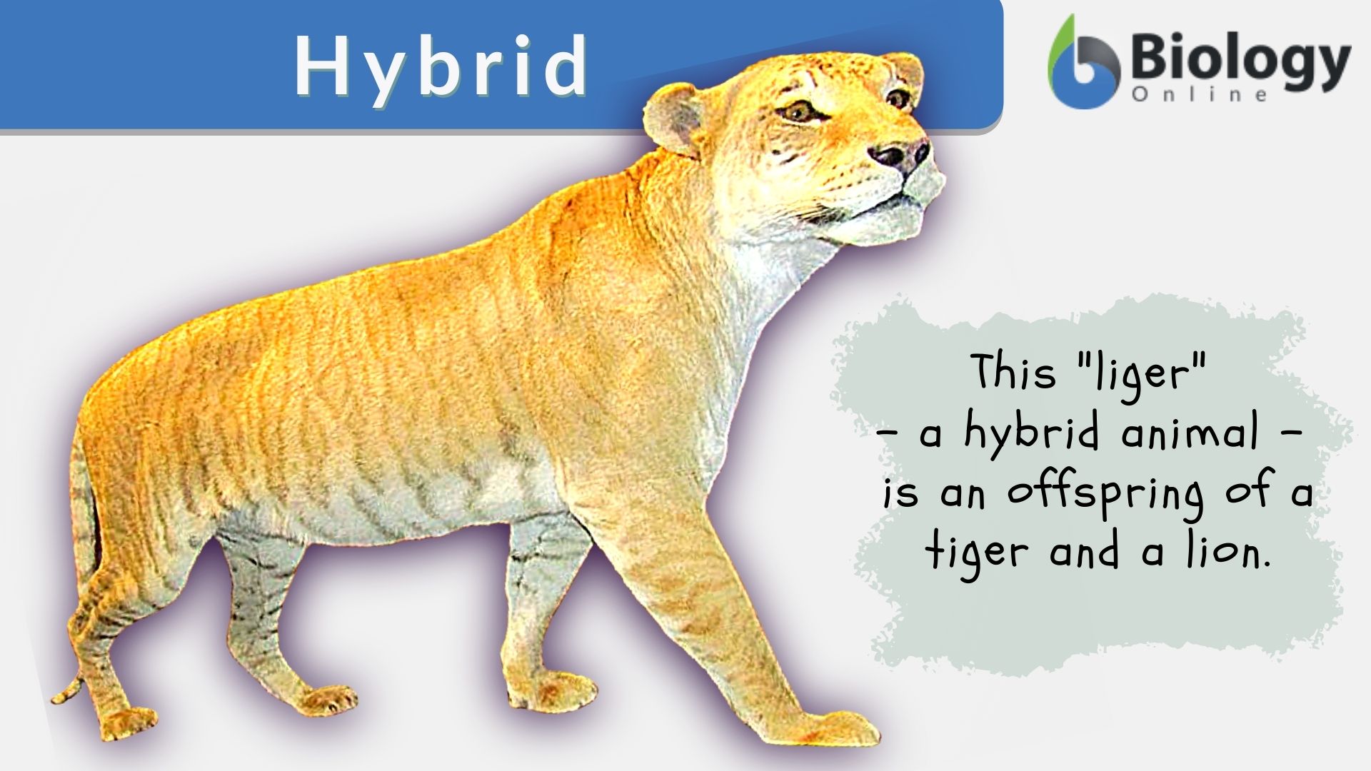 Hybrid Definition and Examples - Biology Online Dictionary