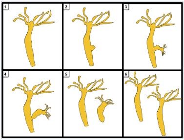 Stages of budding in hydra