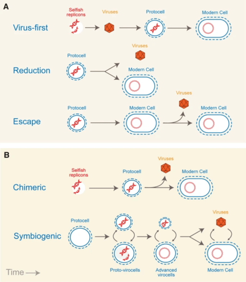 hypotheses of capsid evolution