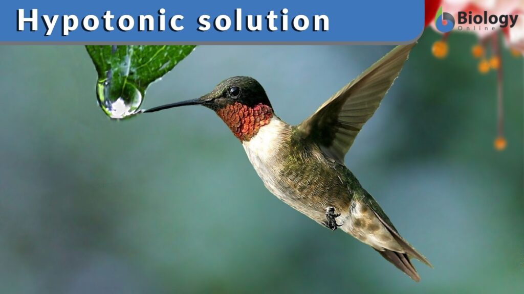 Hypotonic solution Definition and Examples Biology Online Dictionary