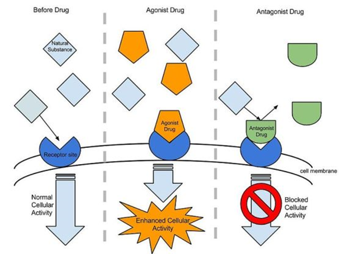 illustration of Agonist and Antagonist