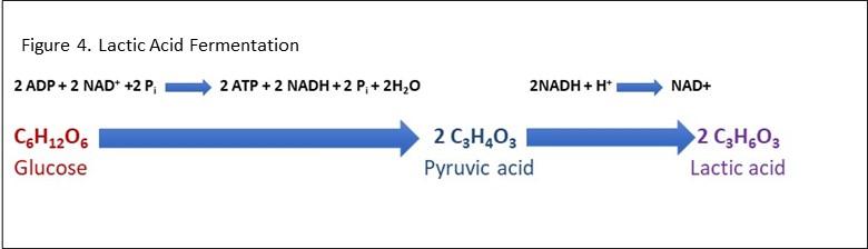 Figure 4 Lactic acid fermentation