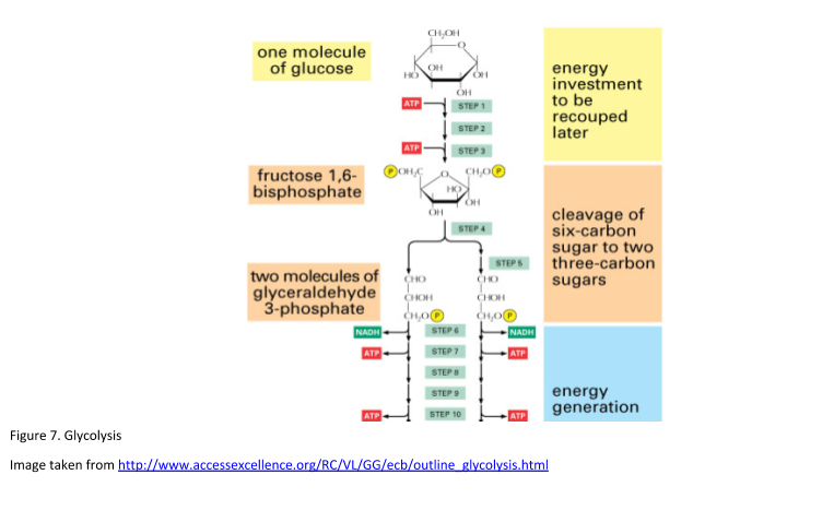 Figure 7 Glycolysis