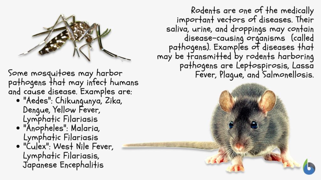immunology vectors examples
