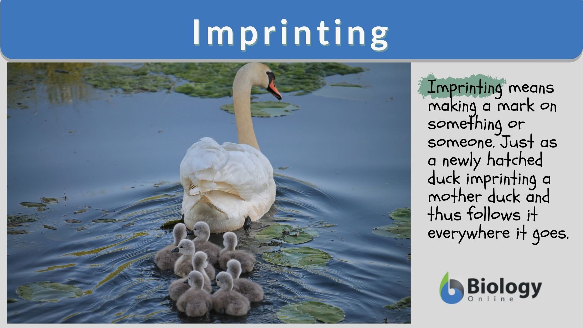 Imprinting - Definition and Examples - Biology Online Dictionary