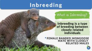 inbreeding definition and example
