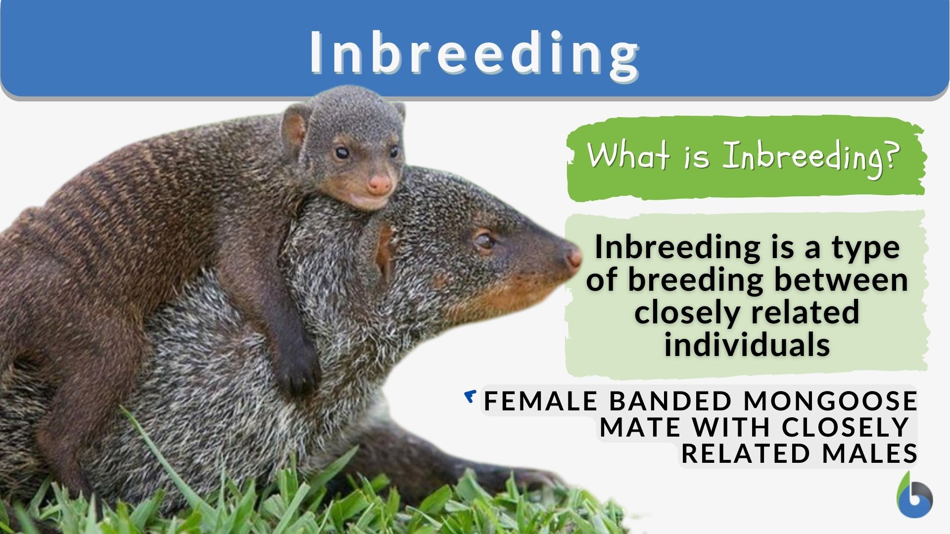 Inbreeding - Definition and Examples - Biology Online Dictionary