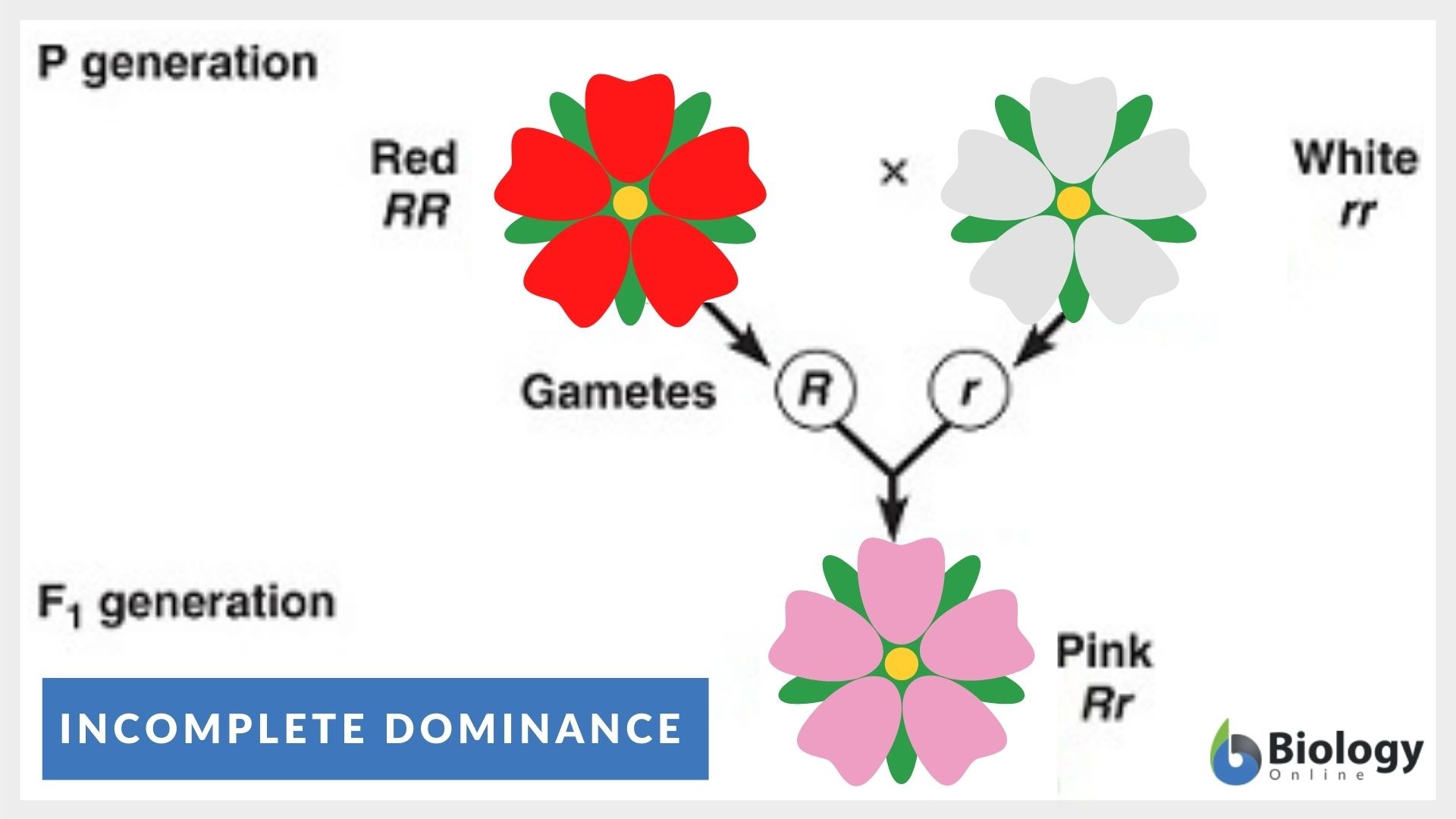 dominant traits definition biology