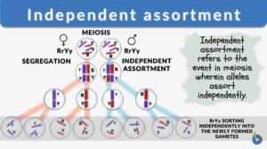 independent assortment definition and example