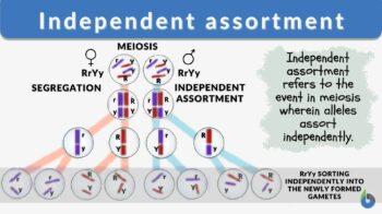 independent assortment definition and example