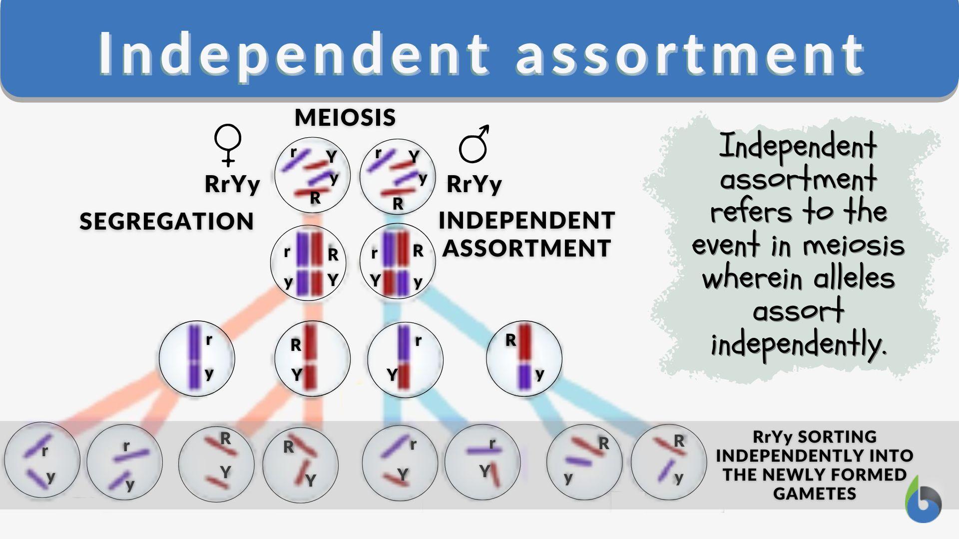 Crossed Check: Definition, Meaning, and How It Works