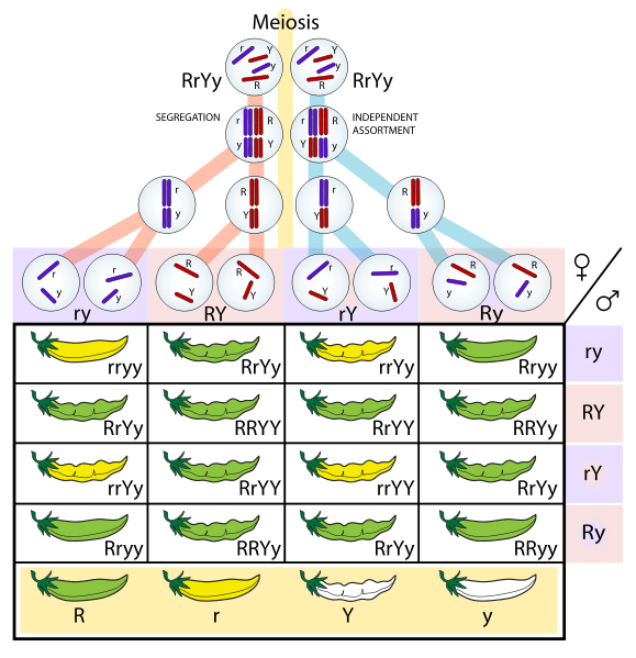 independent assortment of alleles in pea plants - diagram