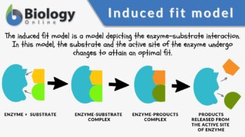 induced fit model definition and example
