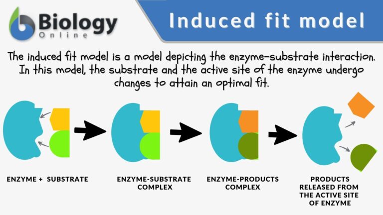 define induced fit hypothesis of enzyme catalysis