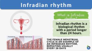 infradian rhythm - definition and example
