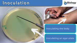inoculation definition