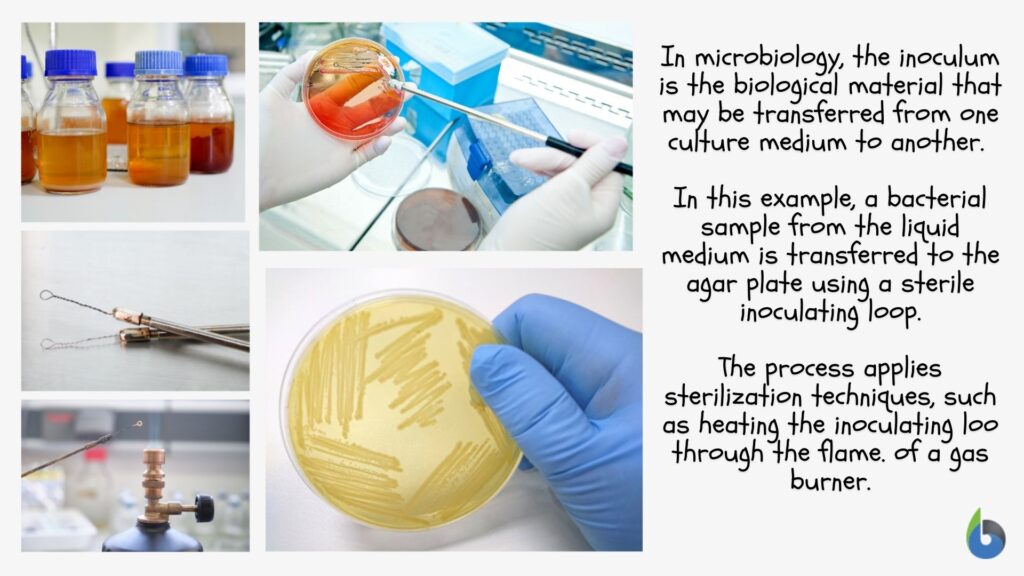 inoculum example in microbiology
