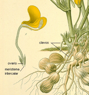 intercalary meristem - Arachis hypogea - Morfologia de Plantas Vasculares