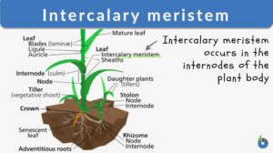 intercalary meristem definition and example