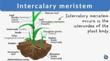 intercalary meristem definition and example