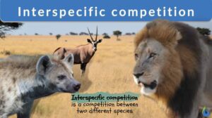 interspecific competition definition and example