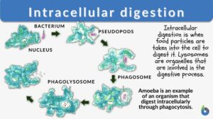 intracellular digestion definition and example