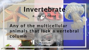 invertebrate definition