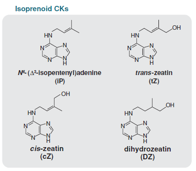 isoprenoid cytokinins