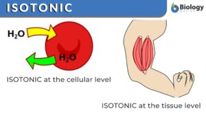 isotonic definition