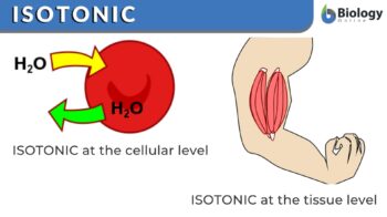 Isotonic Definition and Examples - Biology Online Dictionary