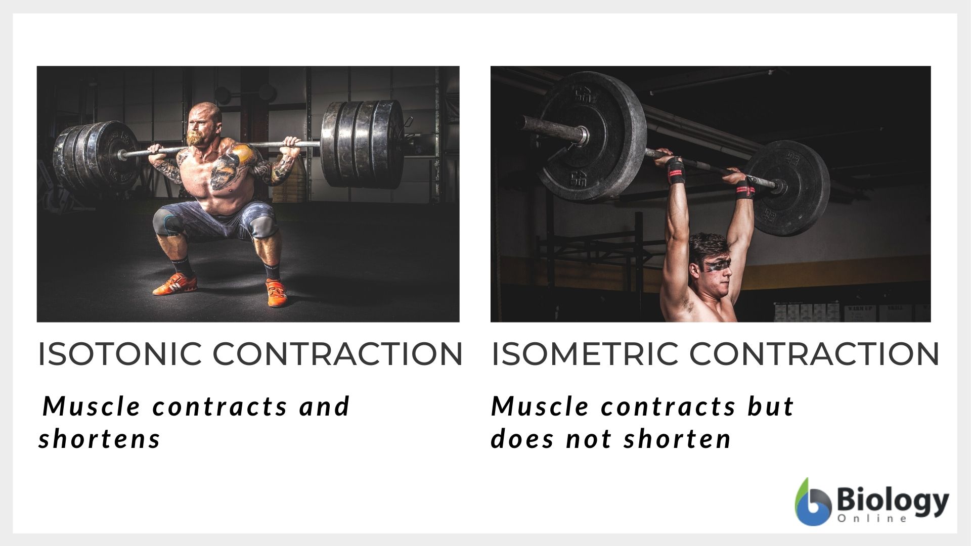 isotonic vs isometric contraction