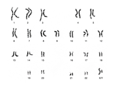 karyotype