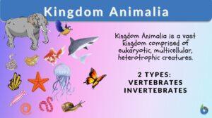 kingdom animalia definition and examples
