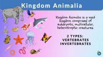 kingdom animalia definition and examples