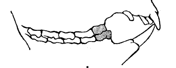 koala teeth