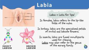 labia definition and examples