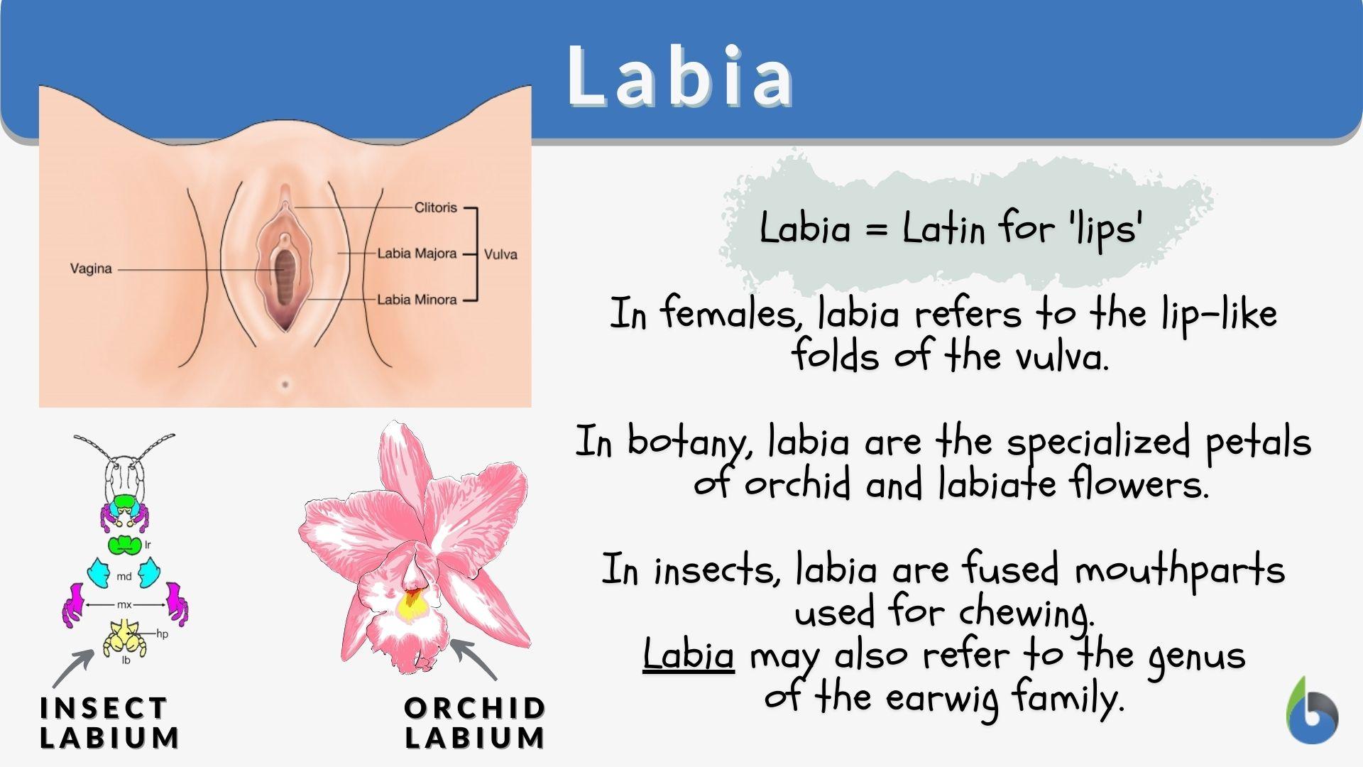 Different Labia