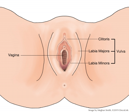 labia diagram with parts