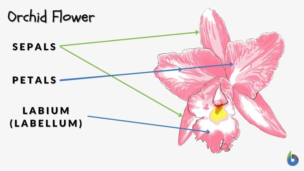 labium of orchid flower