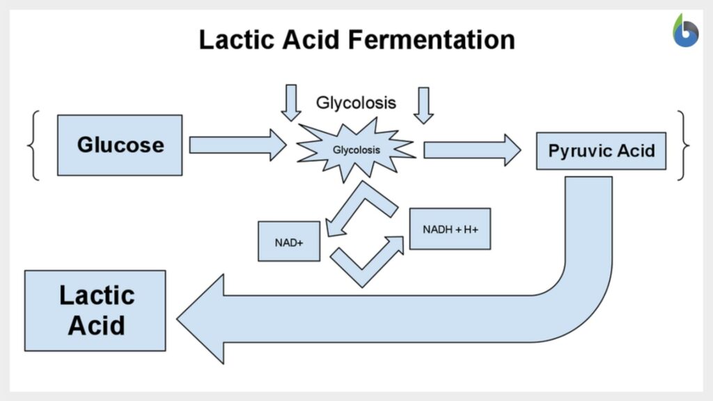 Lactic Acid Fermentation - Definition, Process, Equation, & Examples