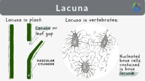 lacuna definition and examples