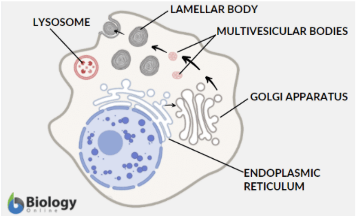 lamellar body diagram