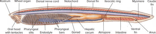 lancelet anatomy with label