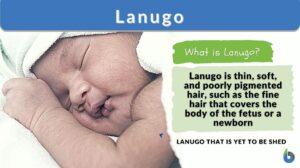 lanugo definition example
