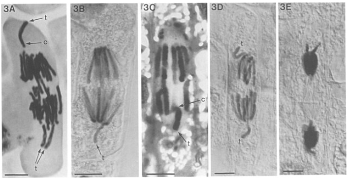 late anaphase stages in the Vicia faba