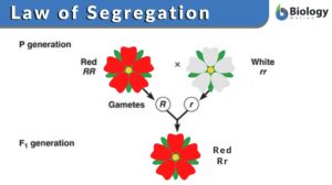 law of segregation definition