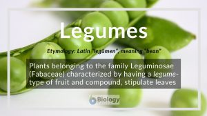 legumes definition