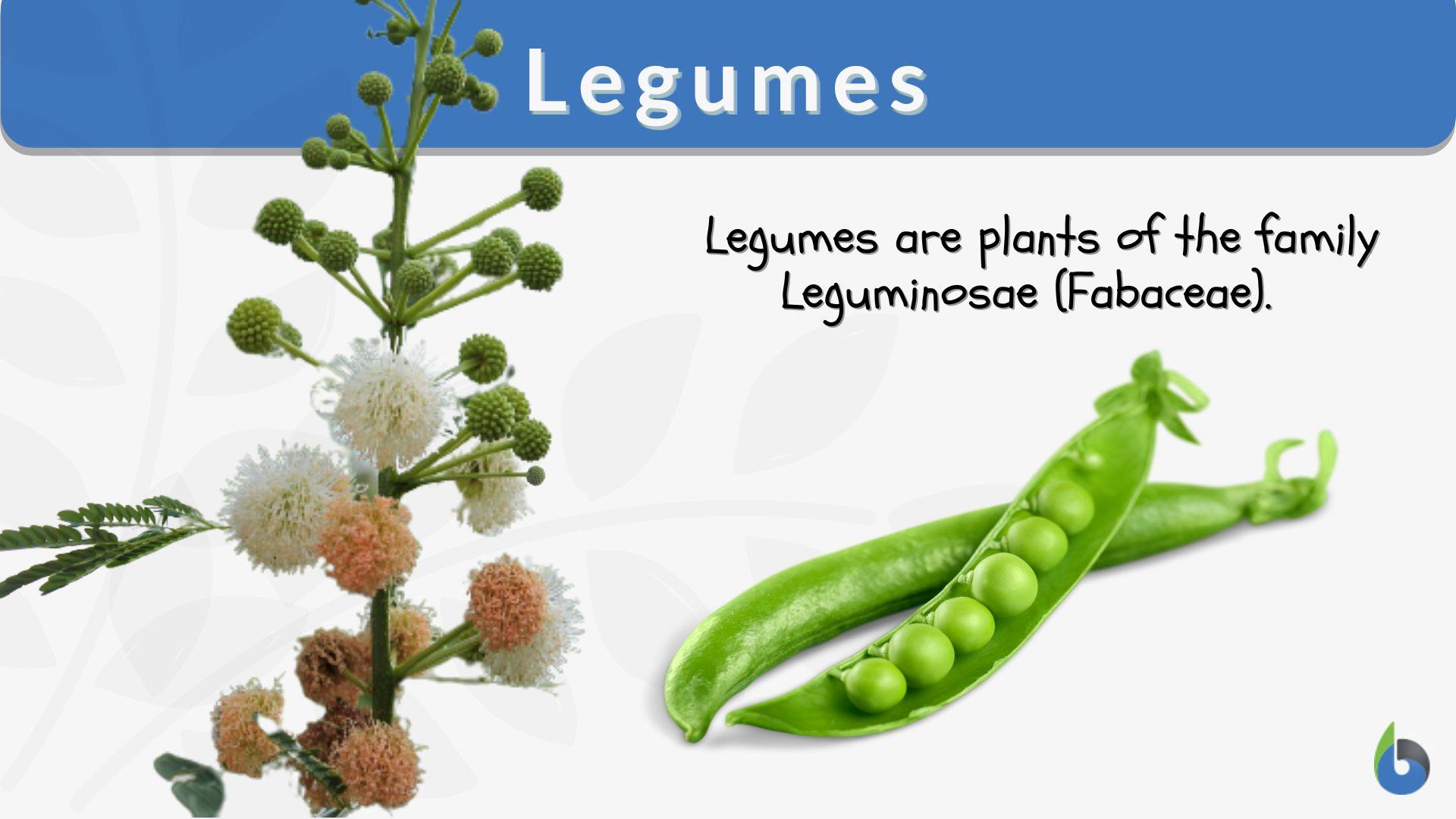 Legumes - Definition and Examples - Biology Online Dictionary