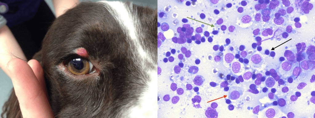 lesion in the upper eyelid of this dog (left) and cytology examination result showing a histiocytoma (right)